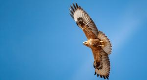 עקב עיטי - בסכנת הכחדה חמורה צילום: alitellioglu,Shutterstock חדשות
