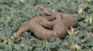 צפע חרמון צילום: אביעד בר חדשות