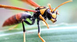 צרעה צילום: Faisal.k,Shutterstock חדשות