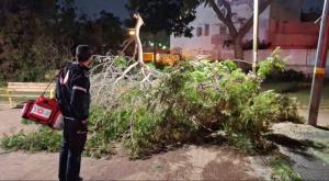 קריסת עץ צילום: תיעוד מבצעי מד"א  חדשות