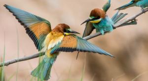שרקרק מצוי צילום: Michael  Schroeder,Shutterstock חדשות