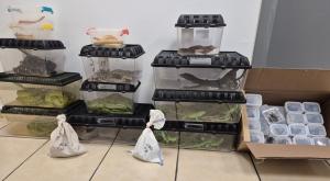 בעלי החיים שהוברחו צילום: רשות הטבע והגנים ודוברות רשות המסים חדשות