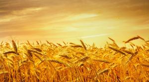 סיפור לשבועות צילום: shutterstock תרבות