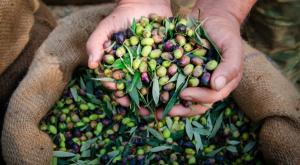 מסיק זיתים  צילום: shutterstock תזונה