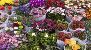לדעת לקנות פרחים צילום: shutterstock לייף סטייל
