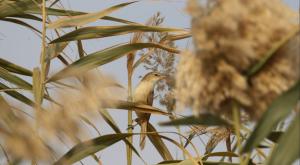קנית בצרה, ציפור נדירה | צילום: Fadhil,Shutterstock חדשות