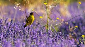 גיבתון שחור ראש צילום: Gerdzhikov,Shutterstock חדשות