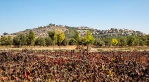היישוב גבעת הראל ייקרא "כרמי עוז" צילום: שגיב כהן חדשות