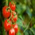עגבניות בפערי מחירים צילום: eugenegur,Shutterstock כסף