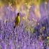 גיבתון שחור ראש צילום: Gerdzhikov,Shutterstock חדשות