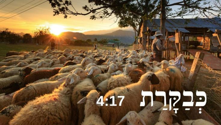 ביצוע מרגש: כבקרת רועה עדרו