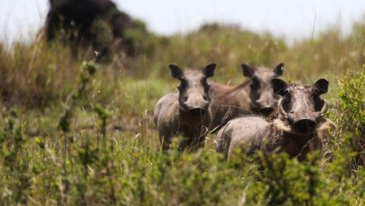 "מסוכן": תופעת חזירי הבר המשוטטים בשומרון מאיימת על התושבים
