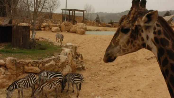 בגן חיות התנ"כי מבקשים: מי שלא קנה כרטיס שלא יבוא