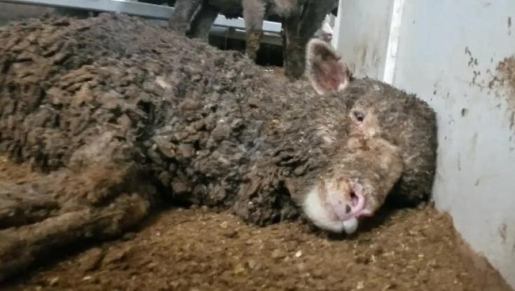 השר אריאל: פגיעה בבע"ח? מטעים את הרבנים