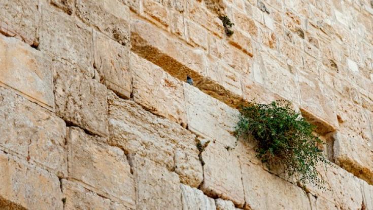 צפו: האבן שנפלה מהכותל המערבי - סימן משמיים או כשל הנדסי?