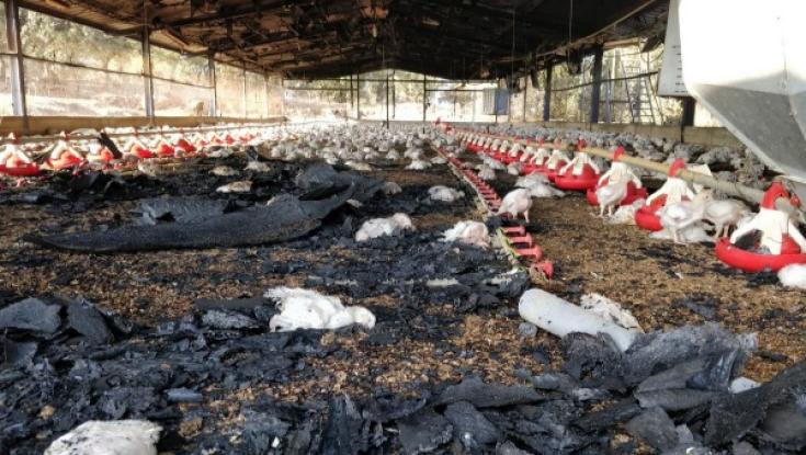הפשיעה החקלאית: 4 לולים של חקלאים מעמק יזרעאל הוצתו