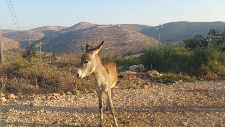 "פטר חמור" החברתי הראשון בארץ