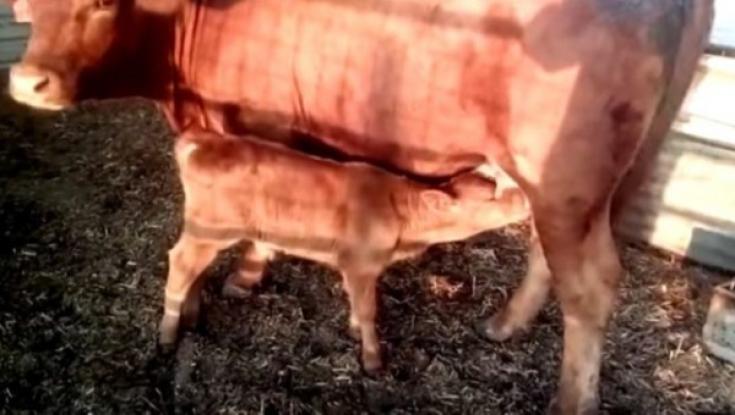 אחרי 2000 שנה: פרה האדומה הראשונה שנולדה בישראל