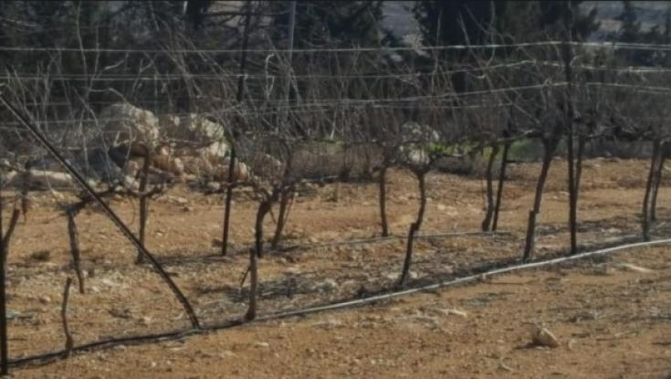 חשד לפשע שנאה בגוש עציון: מאות גפנים ועצים הושחתו
