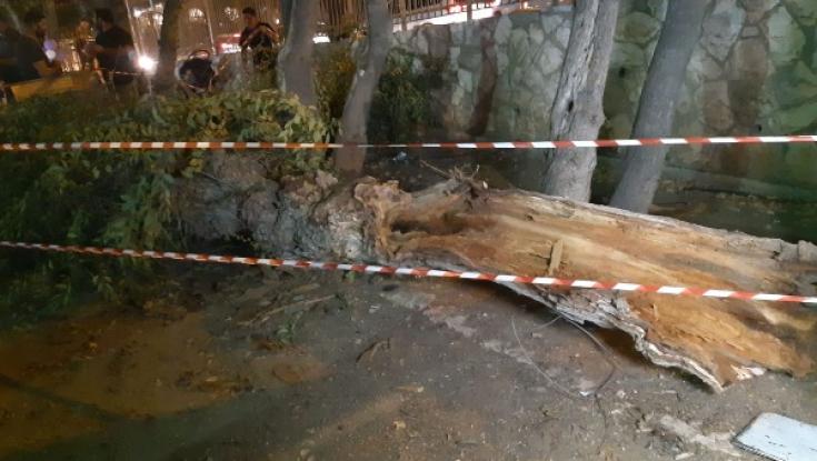ירושלים: עץ ענק צנח בתוך קהל של מאות אנשים- איש לא נפגע