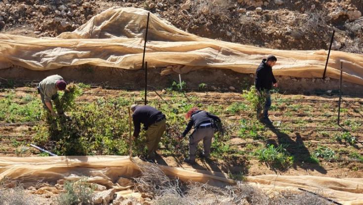חוק הקנאביס עבר בקריאה טרומית