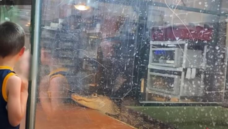 הותקפה על ידי תנין וניצלה בזכות תושייה של מבקר בגן החיות | צפו