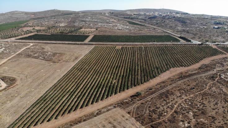 הסכמה משותפת: הכרמים של משק אחיה יועתקו אחרי השמיטה