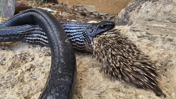דרמה בשוהם: נחש ניסה לטרוף קיפוד ומת