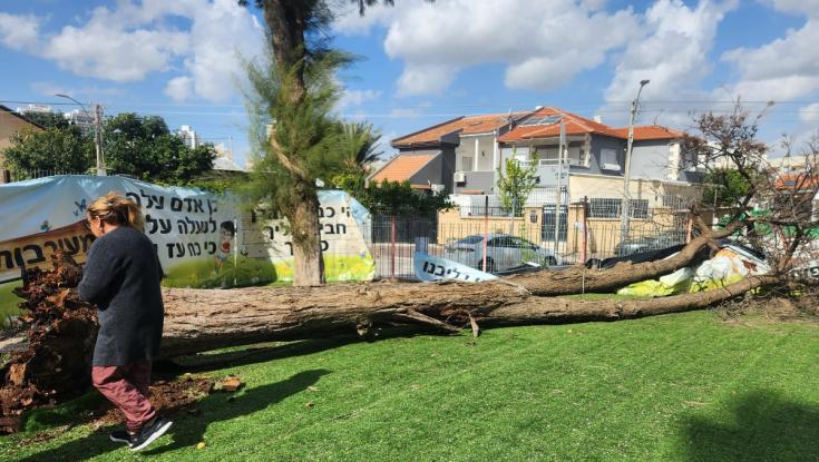 עץ קרס בבית ספר ממלכתי דתי במרכז - ראש העיר הגיב בצורה מקוממת