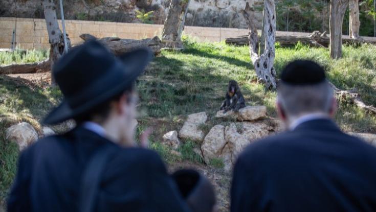 הפתרון שיאפשר למגזר החרדי להגיע לגן החיות התנ"כי