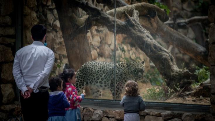 אירוע חריג: עובדת גן החיות התנ"כי נכנסה לכלוב הנמרים וננשכה
