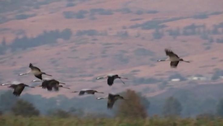 הסתיו פה: 12 עגורים ראשונים הגיעו לאגמון החולה