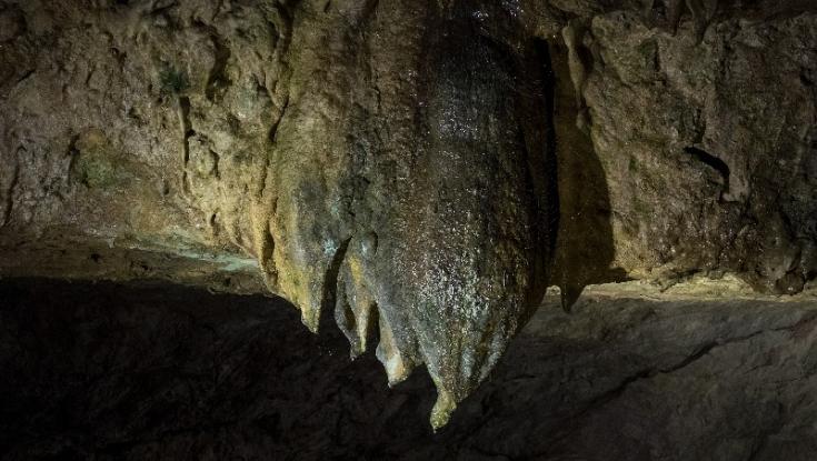 סכנת קרציות בבנימין ובשומרון: נערים נדבקו בקדחת המערות