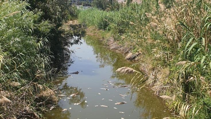 חשד להרעלה בנחל צלמון בכנרת: ההנחיה החריגה של משרד החקלאות