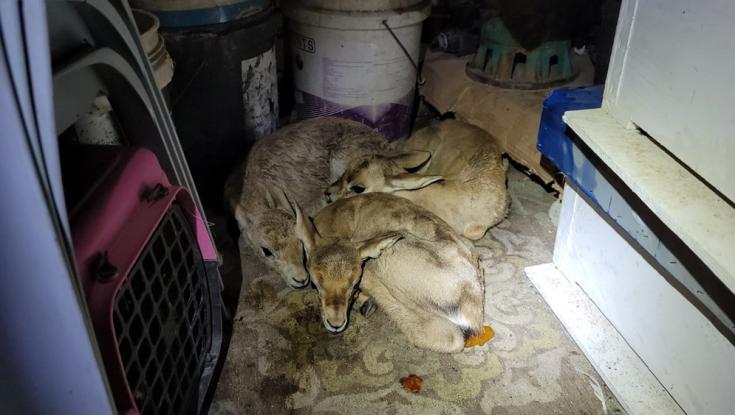מאחורי דלתות פלדה ובין ארגזים: זה מה שהתגלה במחסן בשומרון