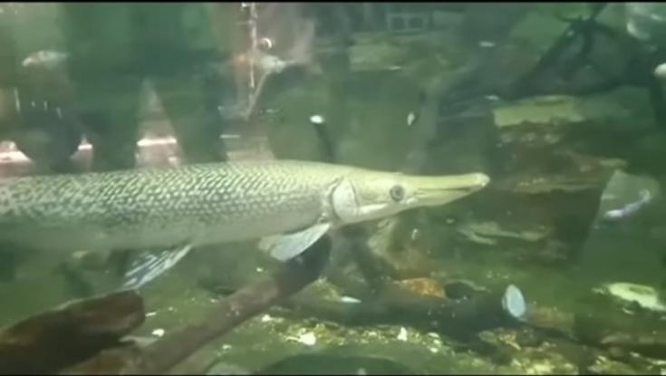 מפחיד: דג מסוג תנין פצע אישה במרכז קניות בשפלה