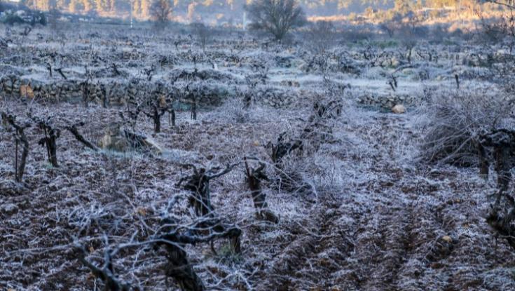 נזקי מזג האוויר: הקרה עולה לחקלאים מיליוני שקלים