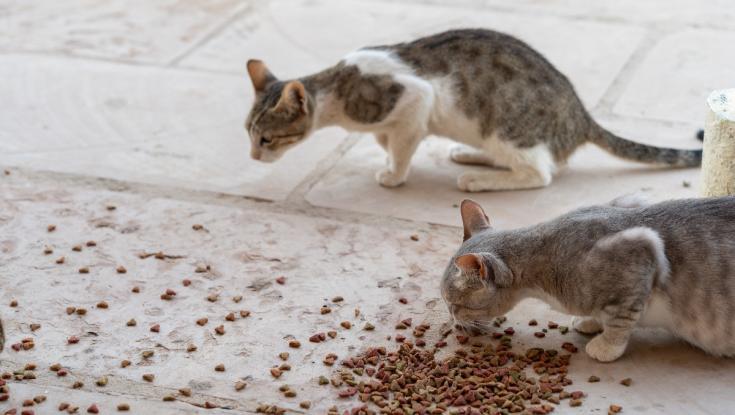 עם תקציב של 6.4 מיליון שקלים בשנה: כך מנסים להילחם בתופעה המטרידה