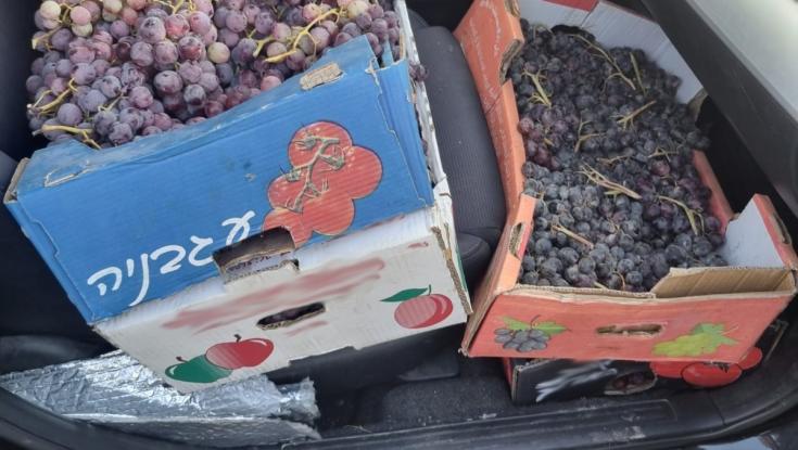 מתחת לשמיכות: סוכל ניסיון הברחה של רבע טון ענבים מחברון