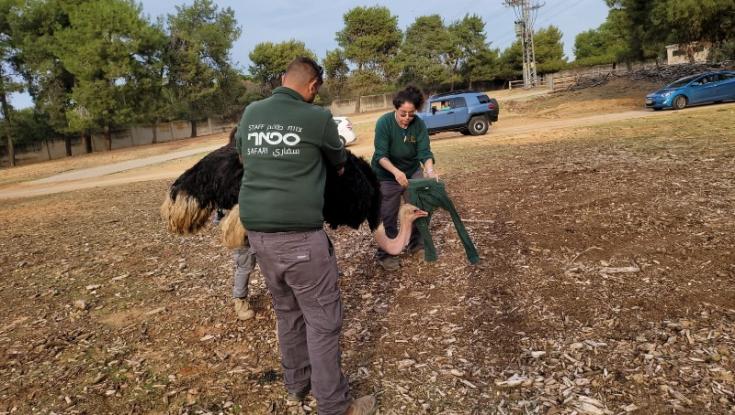 יען בספארי ניסה לאכול תפוח, המטפלים הצילו אותו. צפו