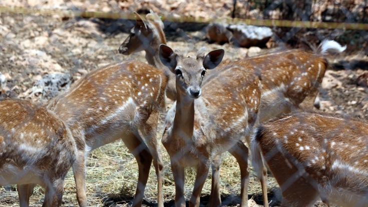 מזעזע: עשרות איילים נשחטו תמורת כסף בצפון