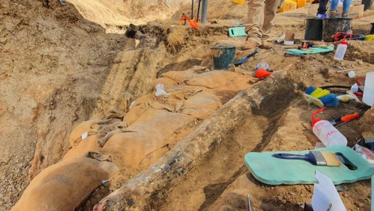 "עדות לכך שהסתובבו כאן פילים": תגלית נדירה נמצאה ליד גדרה
