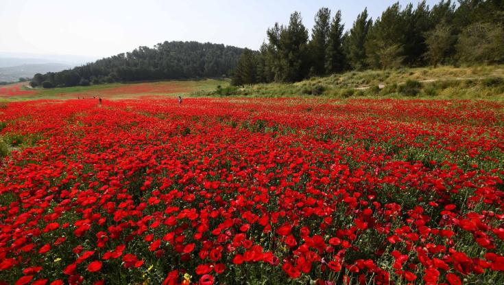 שרבי ואביך לקראת מהפך חורפי בשביעי של פסח | תחזית מזג האוויר