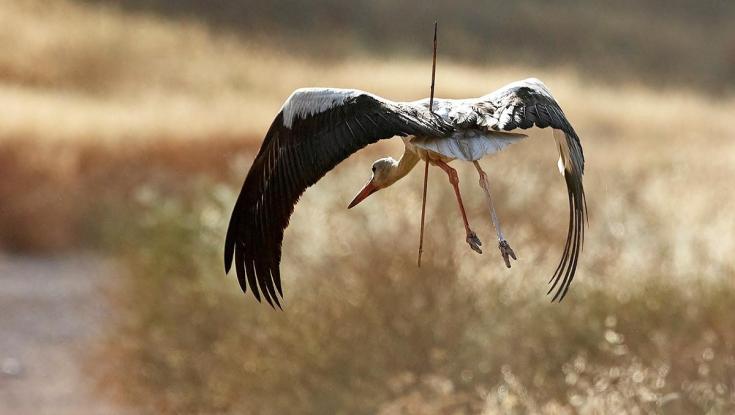 תיעוד עצוב: חסידה לבנה משופדת בחנית צולמה בצפון הנגב