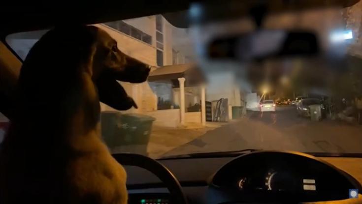 השוטרים נדהמו: כלב נוהג ברכב | צפו