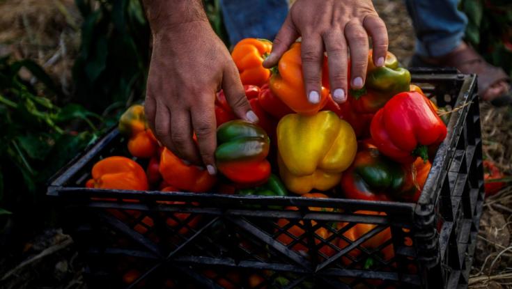 מקומם: 77% מהעסקים עברו על החוק שאמור להגן על החקלאות הישראלית