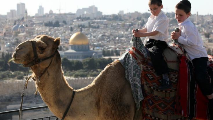 הר הזיתים: תיירת ננשכה על ידי גמל ונפצעה קל