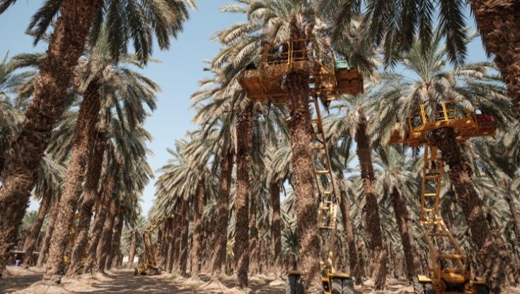 הותר לפרסום שמו של החשוד ברצח ושריפת הגופה בבקעת הירדן