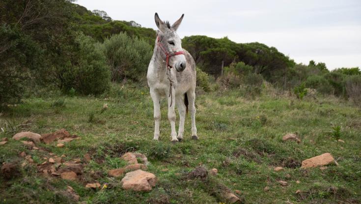 נתפס עם גרזן: נעצר אדם שתלה ראש כרות של חמור בבית קברות