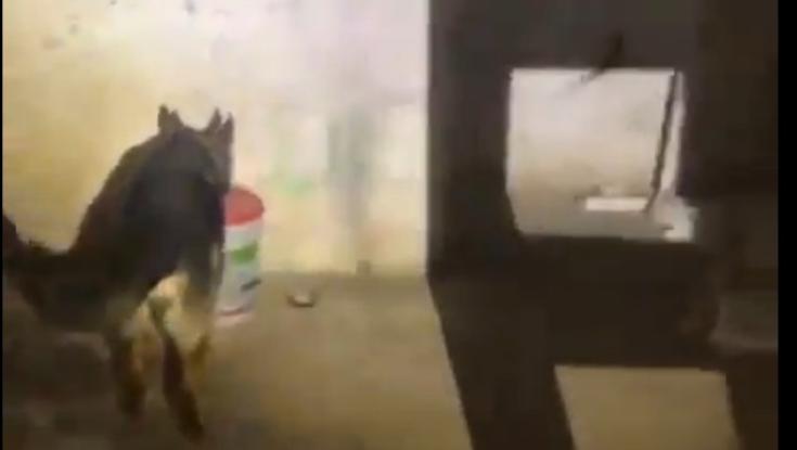 לא דוגלי: הכלב המשטרתי התעקש לבדוק את השקית של רמי לוי - זה מה שנמצא שם